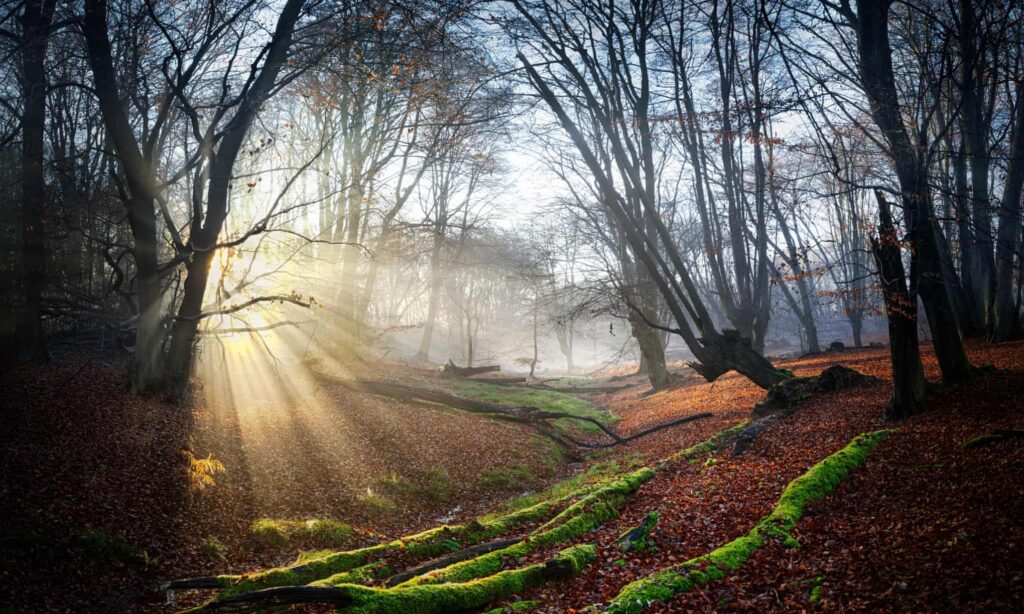 Guardian: For epic trees & eco rays of hope, take a train to Epping Forest