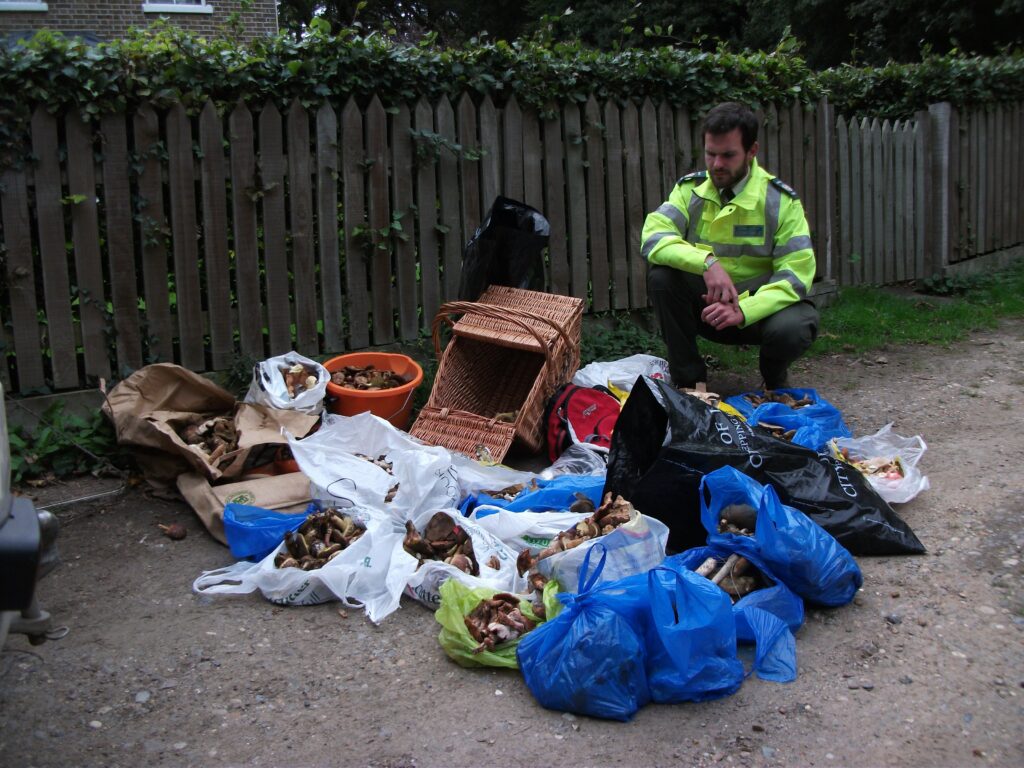 Mushroom pickers warned: don’t damage ‘green lungs of London’