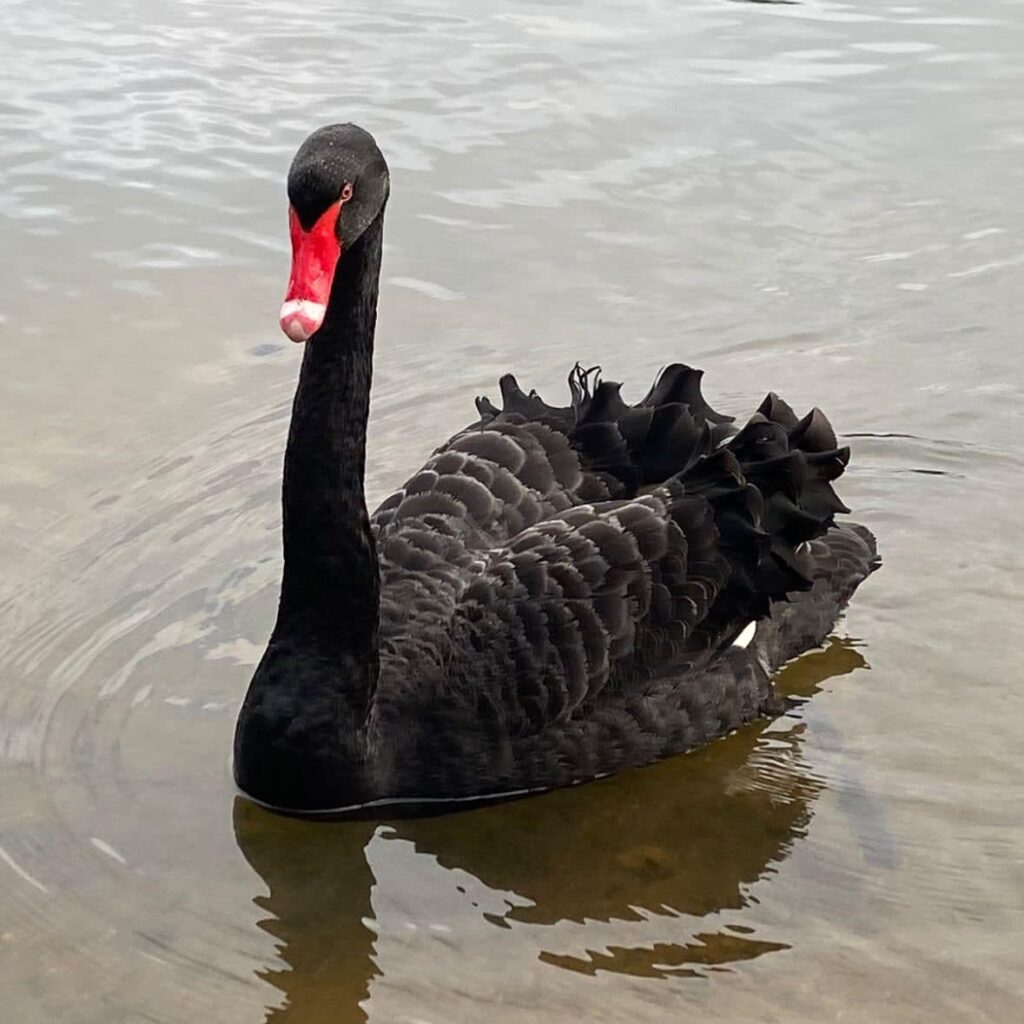 Bird flu: Rare black swan ‘Bruce’ dies in Epping Forest as ‘UK’s largest ever’ outbreak spreads