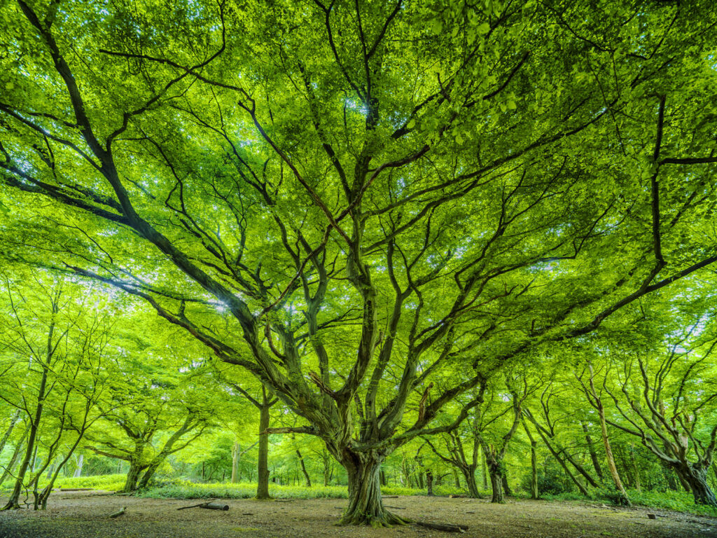 Epping Forest Calendar 2025 – Photography Competition