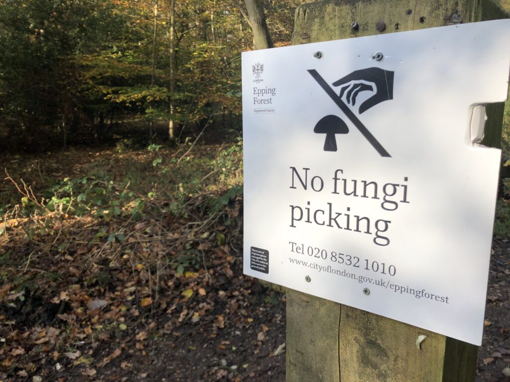 Foragers urged: Please don’t pick mushrooms in Epping Forest