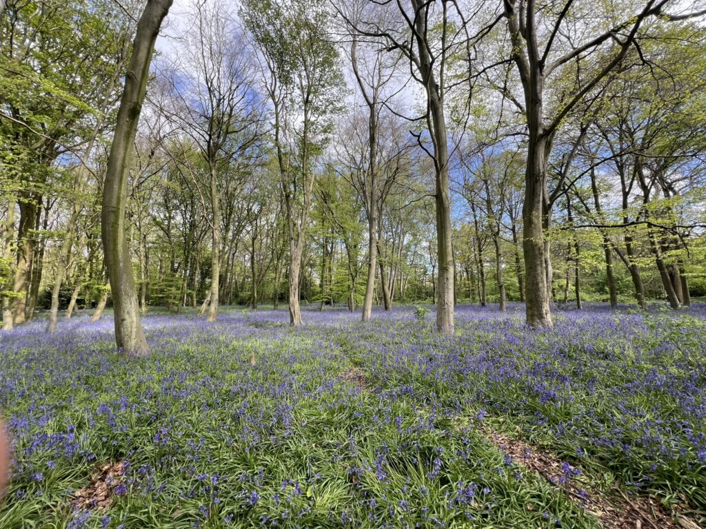 Epping Forest: Natural England Features Assessment
